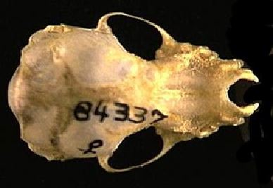mc005-1.jpg
