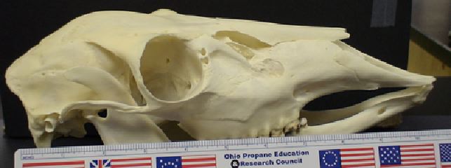 mc007-1.jpg