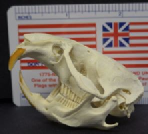 mc009-1.jpg