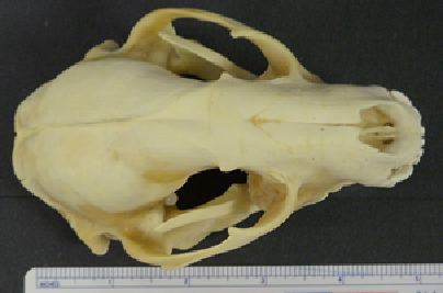 mc015-1.jpg