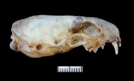 mc021-1.jpg