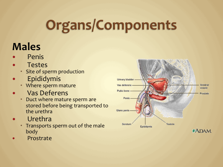 Filacio Index of /classes/anatomy/Chapter3_files