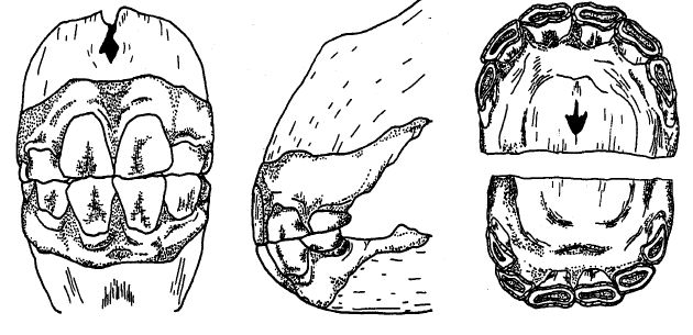 mc045-1.jpg
