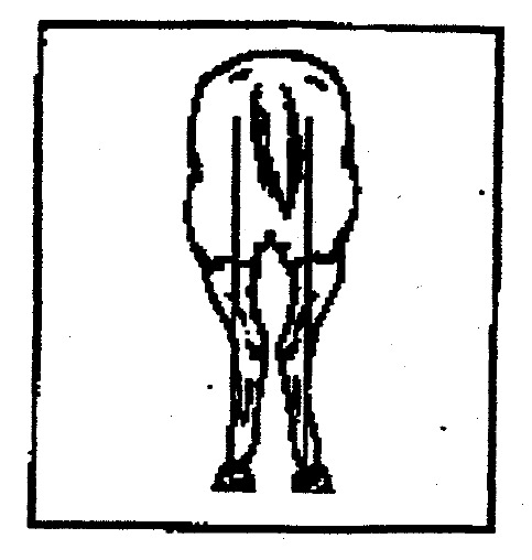 99-cw-equine-test_files/i0480000.jpg