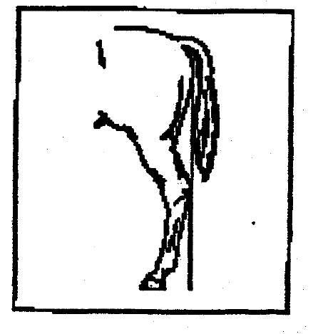 99-cw-equine-test_files/i0490000.jpg