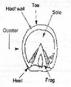 mc004-1.jpg